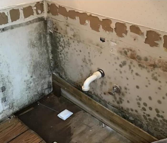 mold on white wall